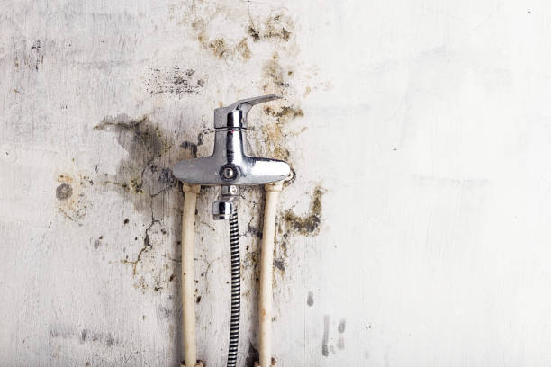 Best Bathroom Mold Remediation in Fritz Creek, AK