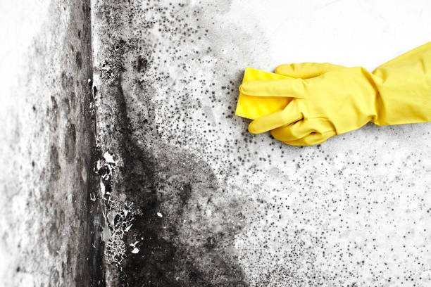 Best Basement Mold Remediation in Fritz Creek, AK