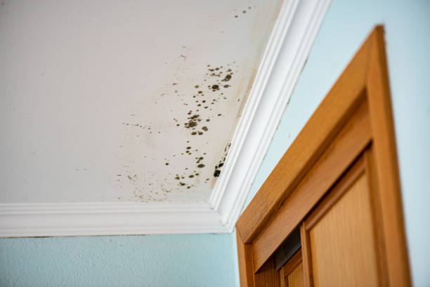 Trusted Fritz Creek, AK Mold Remediation Experts