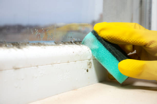 Best Localized Mold Remediation (e.g., coastal areas, humid climates) in Fritz Creek, AK