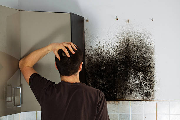 Best Attic Mold Remediation in Fritz Creek, AK