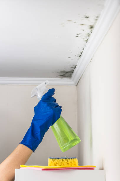 Best Insurance-Related Mold Remediation in Fritz Creek, AK